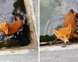 Man Hears Puppy Squealing From An Industrial Tank, But It’s Actually A Baby Fox