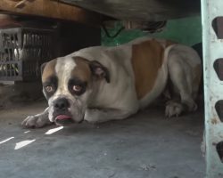 Owner Moves Out Of Auto Shop And Leaves Dog Behind Covered In Motor Oil