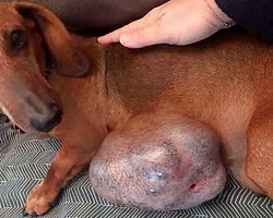 Dachshund’s Tumor Grew For 13 Years, But Her Owners Continued To Ignore It