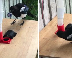 Man Teaches Magpies To Trade Bottle Caps For Food With Homemade Bird Feeder