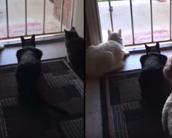 Cats Are Doing Some Bird-Watching When The Dog Shows Up And Ruins It All