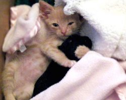Foster Kitten Is Introduced To A 5-Day-Old Orphaned Puppy
