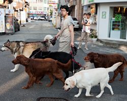Chinese County Bans Dog-Walking, Says They’ll Kill Dogs Of Owners Who Break Rule