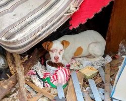 Pit Bull Puppy Used As A Bait Dog Hides Under A Mattress Amidst Junk And Debris