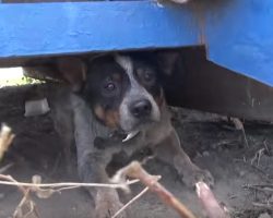 Abandoned Dog Hid Under A Dumpster For 11 Months As Terrified As Can Be