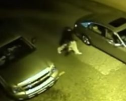 Thug Breaks Into Truck And Steals Dog, Throws Her Into His Car Like A Ragdoll