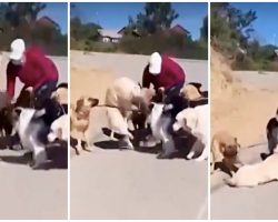 Dog Walker Receives Death Threats After She Was Caught Slamming Golden To Ground