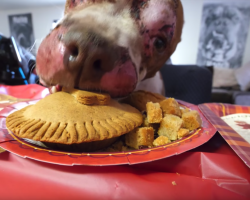 Abused And Neglected Dog Has First Thanksgiving And Invites All Of His Friends
