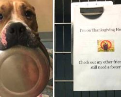 People Inviting Shelter Dogs Into Their Homes For Thanksgiving Is A Thing
