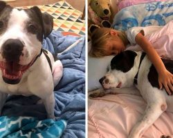 Dog Was Labeled “Bad With Kids” And Thrown Out, But He Wants To Prove Them Wrong