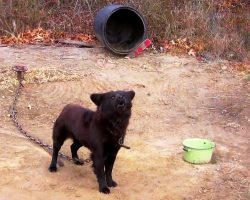 Owners Wouldn’t Give Up Their Chained Dog, So Woman Visits The Dog For 9 Years