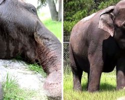 Elephants Yearn For Their Freedom After Serving In The Circus All Their Lives