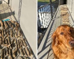 Golden Retriever Proudly Shows His Dad His Stick Collection
