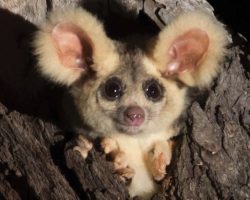Two New Adorable Mammals Discovered In Australia