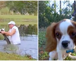 Man Pries Open Gator’s Mouth To Save Tiny Pup After Gator Dragged Him Into Pond