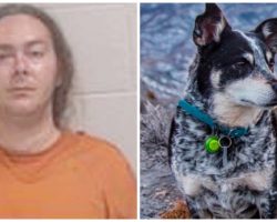 Guy Shoots 15-Year-Old Blue Heeler Five Times Because Dog Peed On His Floor