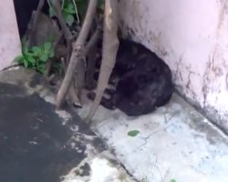 Homeless Dog Collapses In The Street Conceding To An Unfair Life