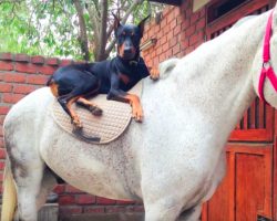 Meet Boss The Doberman, The Dog Known As The ‘Horse Whisperer’