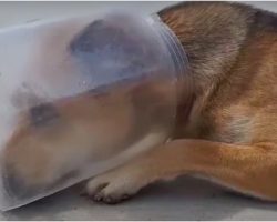 Desperately Exhausted Dog With Jar On Head Laid Down & Started To Suffocate