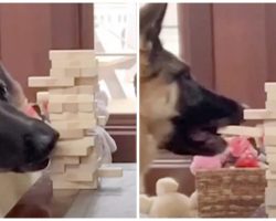 German Shepherd Challenges Her Mom To A Game Of Jenga & Goes For The Win