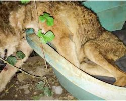 Old Dog Cast Out From His Home Slumped Over & Waited For His Time To Come