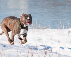 Dog Comes Back Frantic And Soaking Wet, Begs Family To Follow Her To Nearby Dam