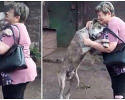 Woman Gets Choked Up Seeing Her Dog Who Was Stolen From Her Yard 2 Years Prior