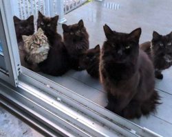 Stray Cat Comes Back And Brings Kittens To Meet The Woman Who Helped Her
