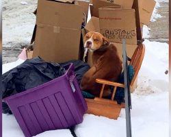 Family Moved Out And Left Dog Behind With The Trash, But They Took The Other Dog