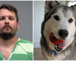 Man Steals Family’s Dog & Holds Her Ransom: ‘I’ll Send Her Paws In A Box’