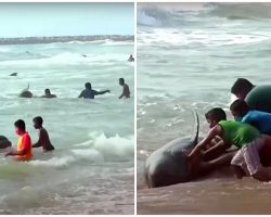Community Scrambles To Rescue Hundreds Of Whales After They Washed Up On Shore