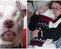 Blind & Deaf Shelter Dog Thought No One Would Love Him, Until He Met His Family