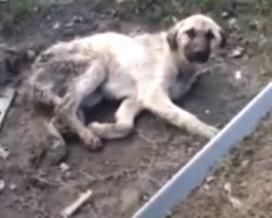 Old Dog Involved In Hit And Run Left In A Cold And Dirty Puddle