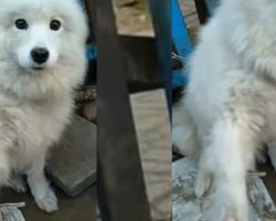 Dog Waiting To Be Butchered At Meat Shop Puts Paw Out To Passerby For Help