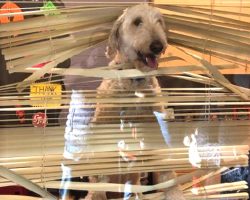 Mom Gets Photo Of Dog In Principal’s Office After He Followed The Kids To School