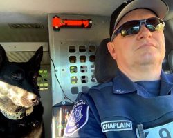 K9 Gets Busted Trying To Steal His Partner’s Driver Seat While Partner Is Away
