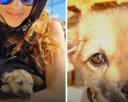 Woman Vacationing Abroad Stumbles Upon Sick Stray Puppy On Side Of The Road