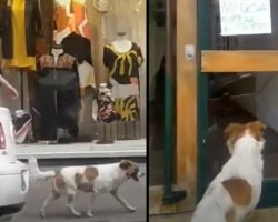 Street Dog Leads Good Samaritans Over To Apartment Door To See A Posted Sign
