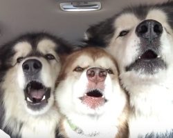 Gentle Giants Are On Their Way To Get Groomed When They Start Singing In Unison