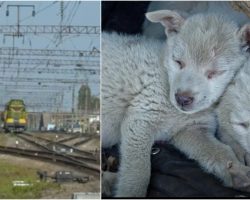 Puppies Snuggled Tightly By Speeding Train & No One Could Afford To Feed Them