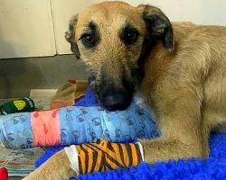 Dog’s Front Leg Was Split In Two, So His Owner Tied Him To A Lamppost And Left