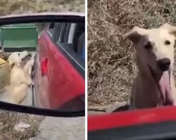 Stray Dog Approaches Stranger’s Vehicle Hoping To Be Rescued