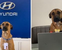 Stray Dog Keeps Coming Back To Hyundai Dealership Until They Give Him A Job And His Own ID Badge