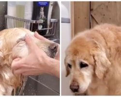 Pet Groomer Exposes The Truth About “End Of Life” Grooming For Dogs