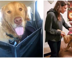 Anxious Golden Got Lost In The Woods, Spent A Year Trying To Find His Family