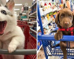 10+ Adorable Pups Who Love Shopping Cart Rides More Than Anything
