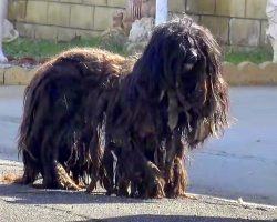Abandoned Dog Began To Look Like A “Wookie” After 2 Years Alone On The Streets