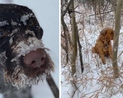 Dog Catches A Scent And Follows His Nose Into The Snowy Woods To A Lost Pup