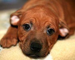 Man Breaks Puppy’s Legs And Gives Her A Bloody Nose As Part Of “Leash-Training”