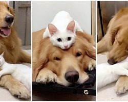 Golden Retriever & Cat Grow Up Together, Cuddle Every Chance They Get